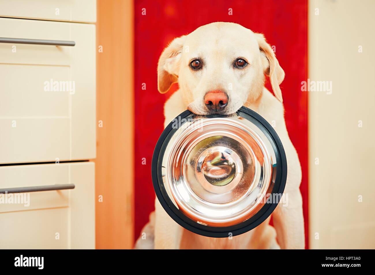 Häuslichen Lebens mit Hund. Hungrigen Hund mit den traurigen Augen wartet für die Fütterung in der Küche zu Hause. Entzückenden gelben Labrador Retriever hält Hundenapf in seinem Stockfoto