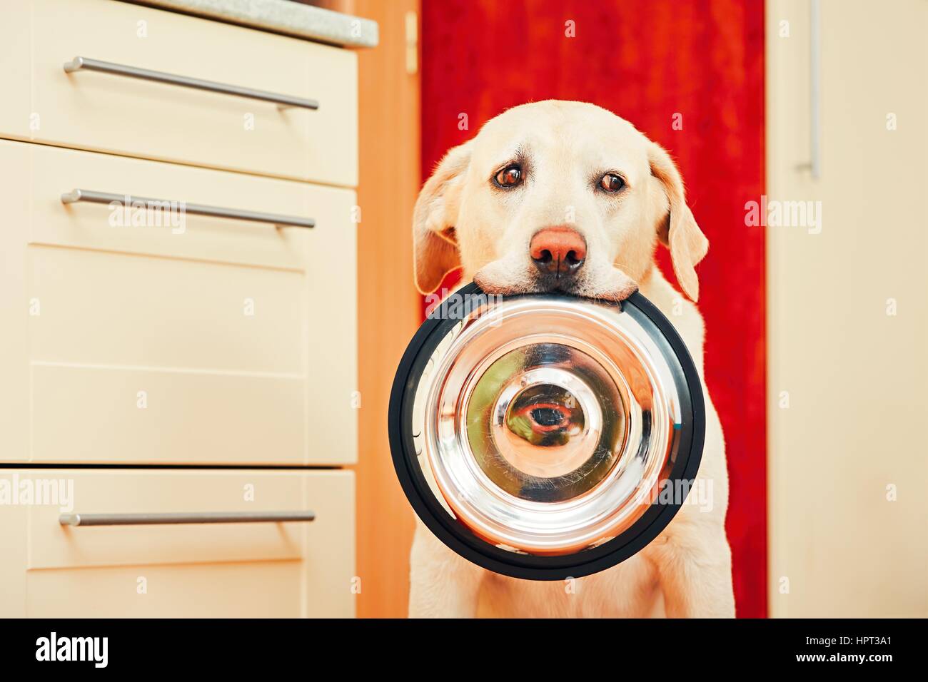 Häuslichen Lebens mit Hund. Hungrigen Hund mit den traurigen Augen wartet für die Fütterung in der Küche zu Hause. Entzückenden gelben Labrador Retriever hält Hundenapf in seinem Stockfoto