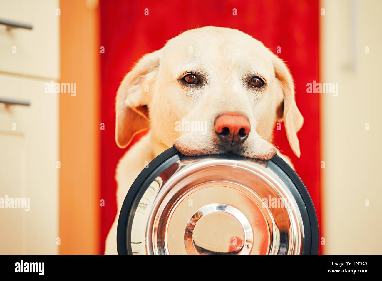 Häuslichen Lebens mit Hund. Hungrigen Hund mit den traurigen Augen wartet für die Fütterung in der Küche zu Hause. Entzückenden gelben Labrador Retriever hält Hundenapf in seinem Stockfoto