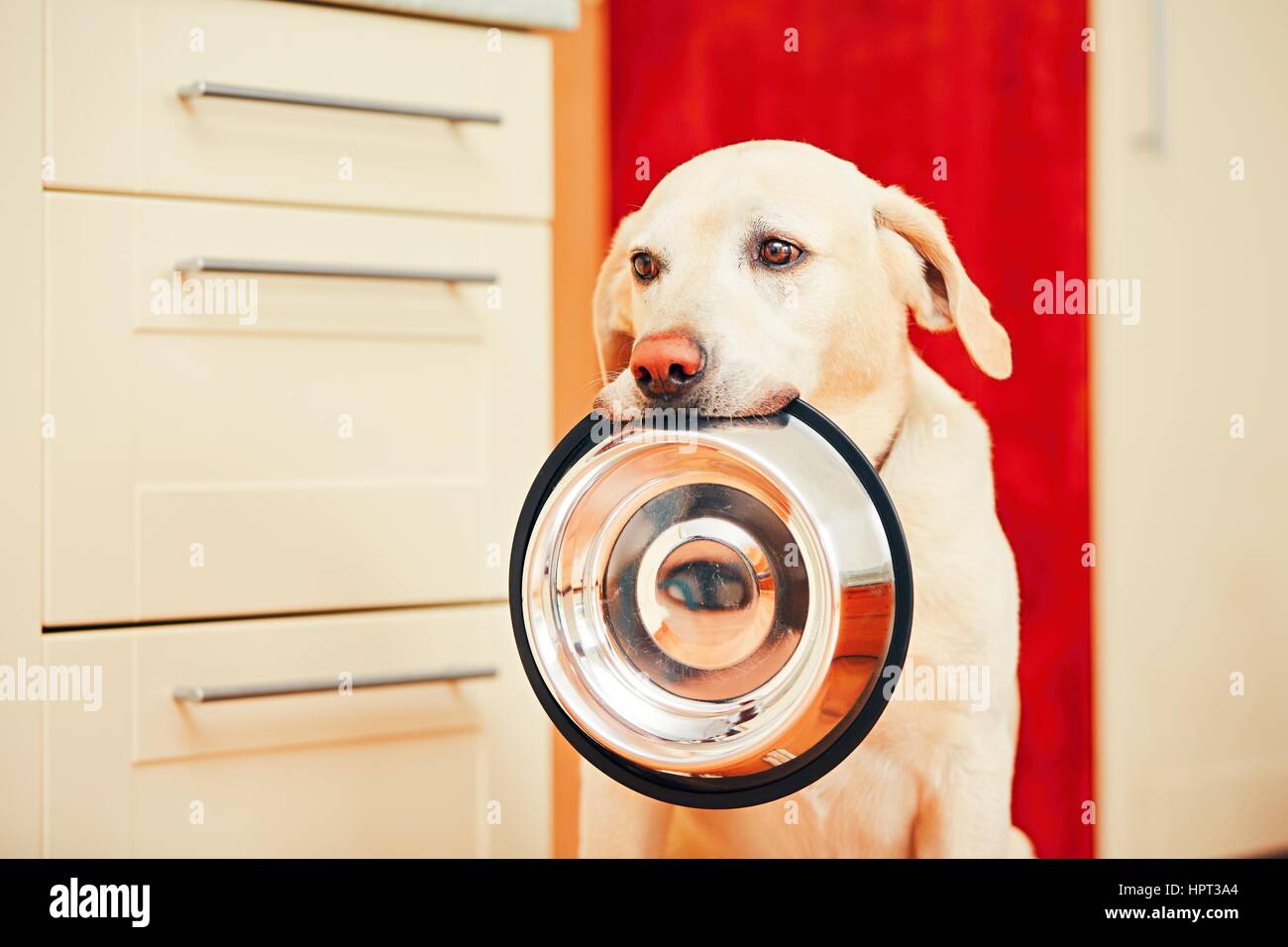 Häuslichen Lebens mit Hund. Hungrigen Hund mit den traurigen Augen wartet für die Fütterung in der Küche zu Hause. Entzückenden gelben Labrador Retriever hält Hundenapf in seinem Stockfoto