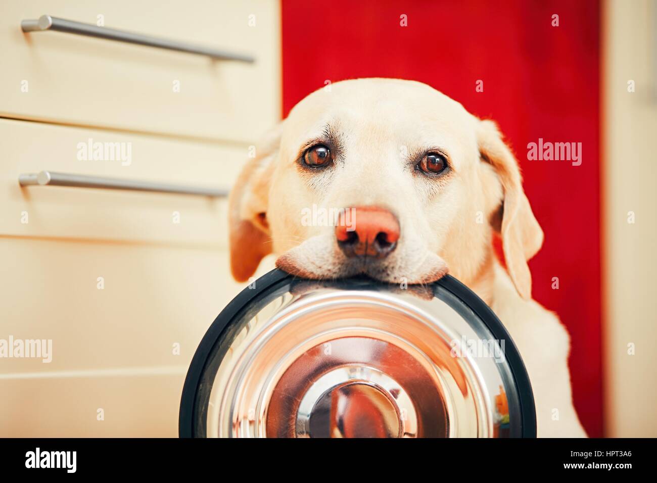 Häuslichen Lebens mit Hund. Hungrigen Hund mit den traurigen Augen wartet für die Fütterung in der Küche zu Hause. Entzückenden gelben Labrador Retriever hält Hundenapf in seinem Stockfoto