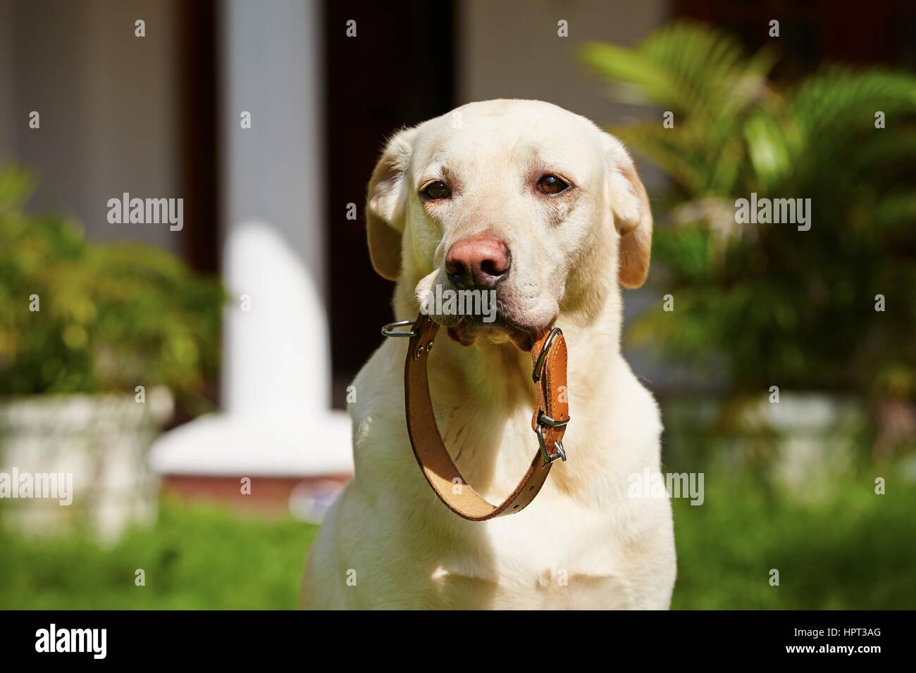 Hund wartet mit Hundehalsband im Mund. Stockfoto