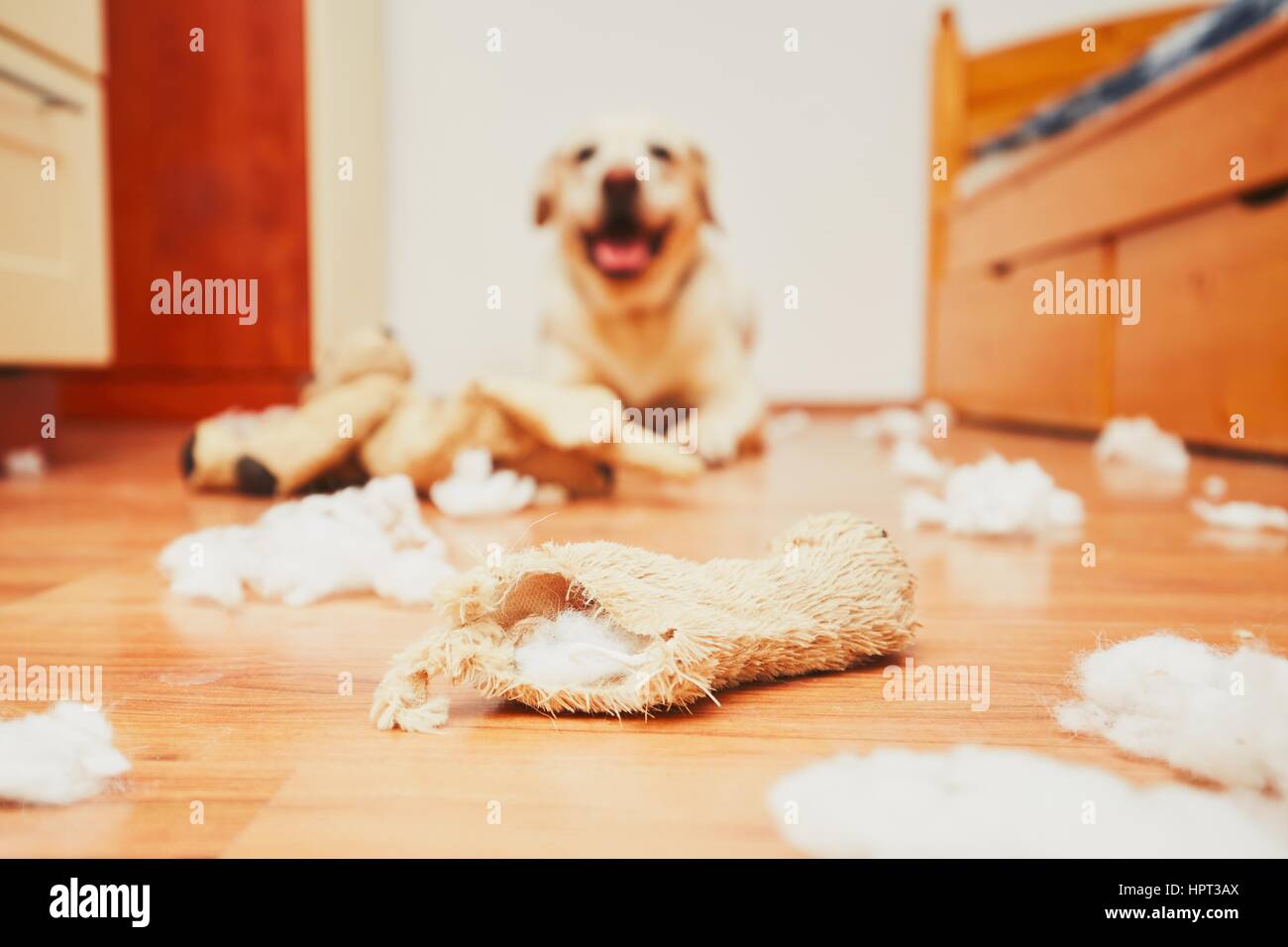 Freche Hund allein zu Hause - gelbe Labrador Retriever zerstört das Plüschtier und machte ein Chaos in der Wohnung Stockfoto