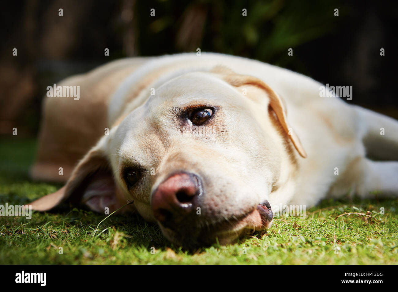 Gelber Labrador Retriever liegt auf dem Rasen - selektiven Fokus Stockfoto