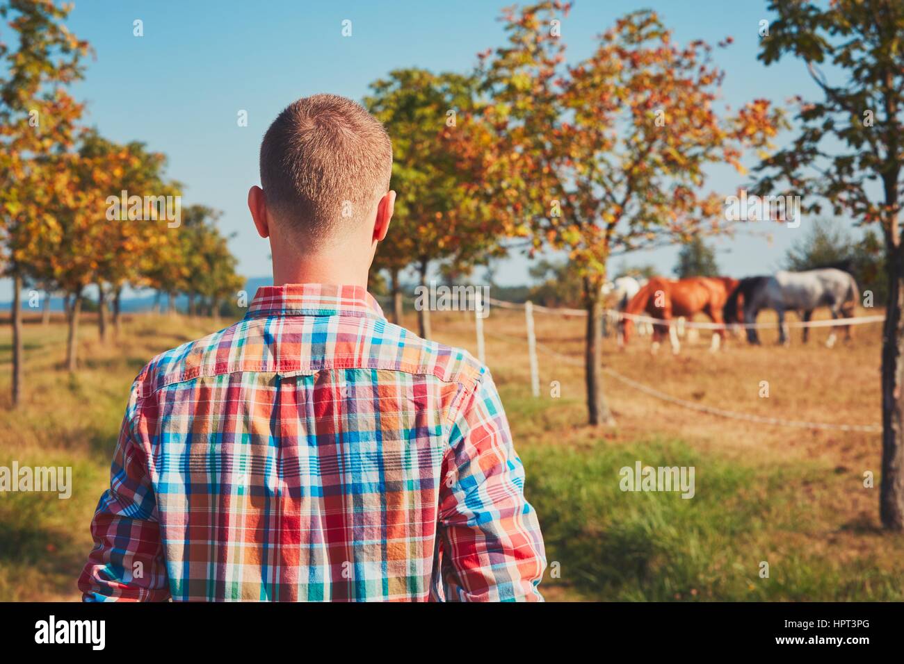 Sommer in der Natur. Junger Mann (Landwirt) zu Fuß auf dem Fußweg entlang der Koppel Pferde.      unter dem Baum ausruhen und beobachten der Pferde. Stockfoto