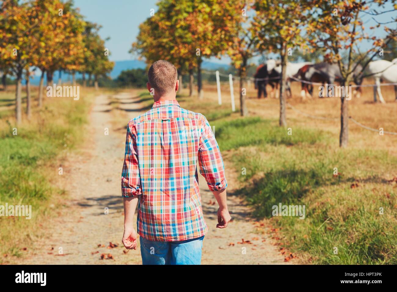 Sommer in der Natur. Junger Mann (Landwirt) zu Fuß auf dem Fußweg entlang der Koppel Pferde.      unter dem Baum ausruhen und beobachten der Pferde. Stockfoto