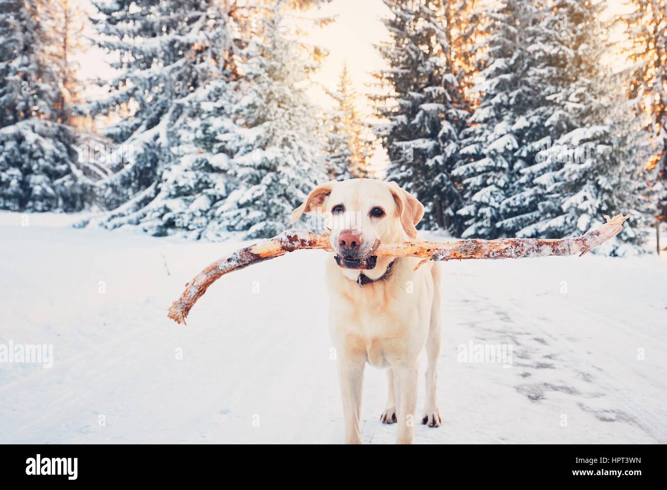 Hund im Winter Natur. Gelber Labrador Retriever spaziert mit Stock im Mund während der goldenen Sonnenuntergang. Stockfoto