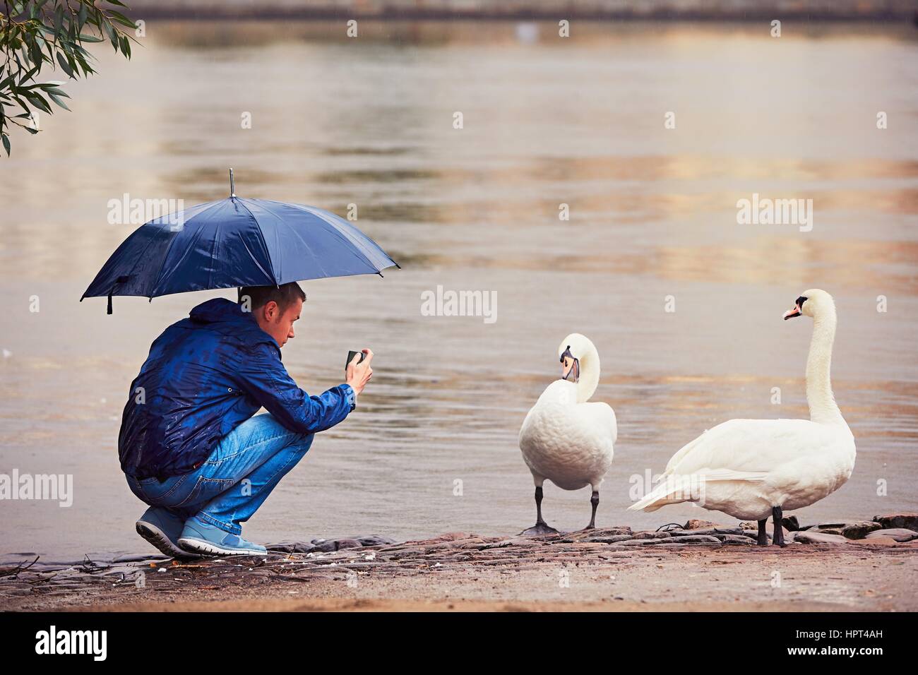 Bei Regen ist der zwei Schwäne junger Mann fotografieren. Prag, Tschechische Republik. Stockfoto