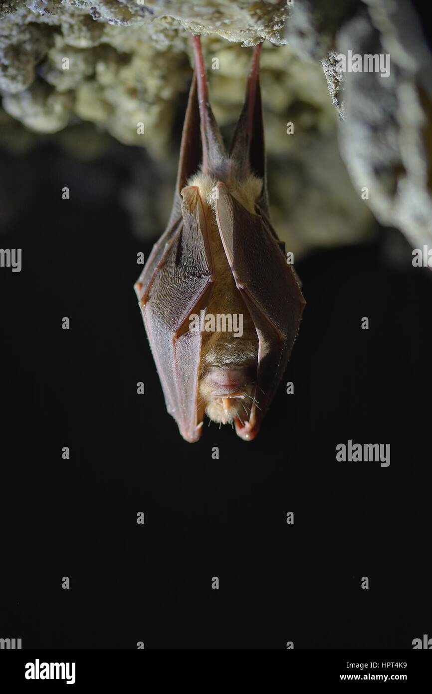 Lesser Horseshoe Bat Rhinolophus hipposideros Stockfotografie - Alamy