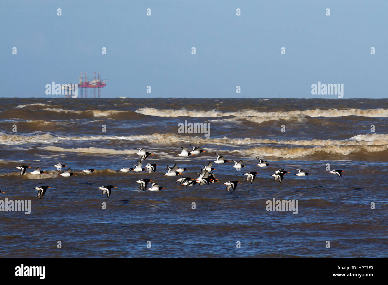 Ainsdale, Southport, Merseyside, UK. 24 Feb, 2017. UK Wetter. Hell und sonnig und leichtem Wind als Sturm abklingt, Wildnis zurück in die Weite des Sandes ausgesetzt. Ainsdale Strand bildet einen Teil dieser langen breiten Sandstrand. Allgemein als der beste Strand im Bereich Ainsdale ist der einzige Strand im Nordwesten von England immer eine Blaue Flagge ausgezeichnet worden zu sein. Credit: MediaWorldImages/AlamyLiveNews Stockfoto
