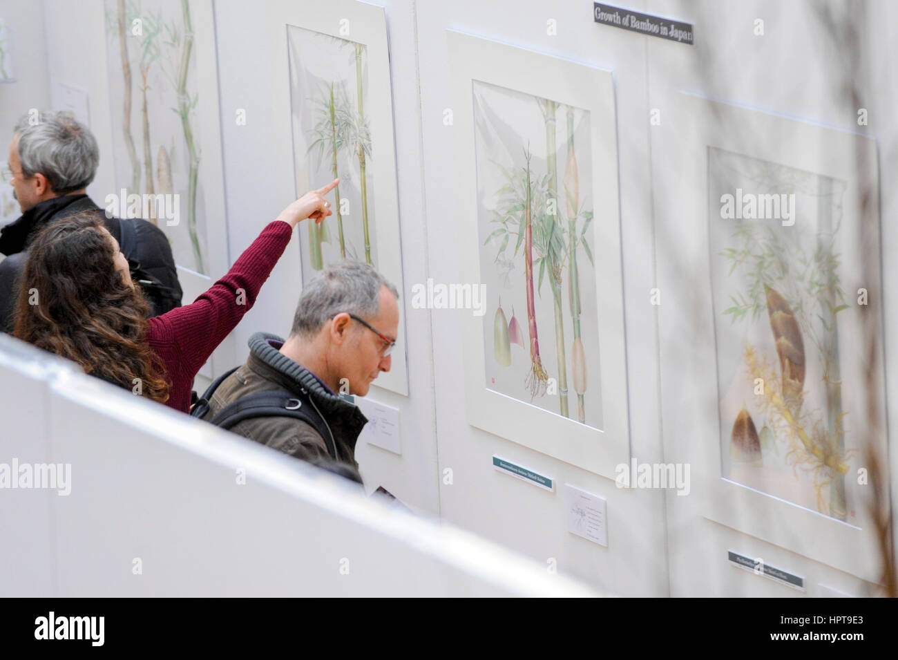 London, UK. 24. Februar 2017. Mitglieder der Öffentlichkeit anzeigen die Arbeit von einigen der weltweit besten Botanischen Künstler durch eine Darstellung der bisher unveröffentlichte Arbeit an der RHS London botanische Kunst Show Statt an diesem Wochenende bietet Showkünstler aus Großbritannien und internationaler Ebene, einschließlich USA, Italien, Japan, Neuseeland und Südkorea. Bildnachweis: Stephen Chung/Alamy Live-Nachrichten Stockfoto