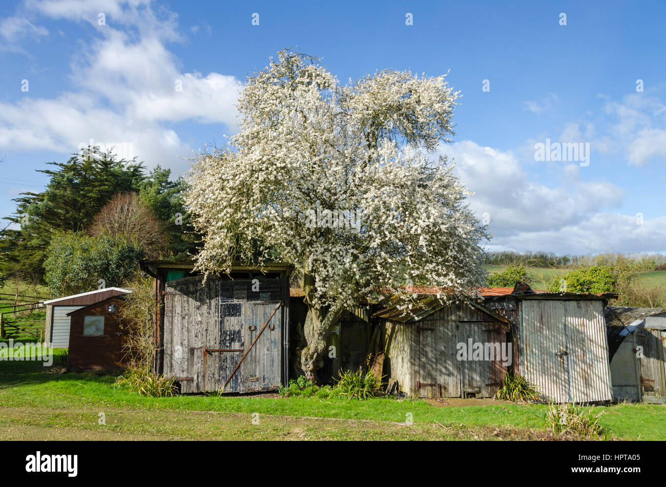 Uploders, Dorset, UK.  24. Februar 2017.  Großbritannien Wetter.  Cherry Plum Baum Blüte am Uploders in Dorset während einer warmes sonnigen Februartag.  Bildnachweis: Graham HuntAlamy Live-Nachrichten Stockfoto