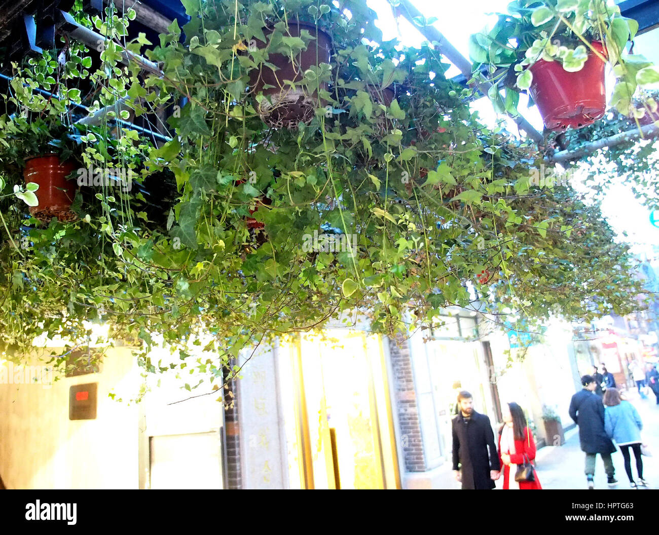 Shanghai. 25. Februar 2017. Pflanzen sind aufgestellt, um grüne Korridore in den Gassen in Tianzifang von Ost-China Shanghai, 25. Februar 2017 machen. Bildnachweis: Chen Fei/Xinhua/Alamy Live-Nachrichten Stockfoto