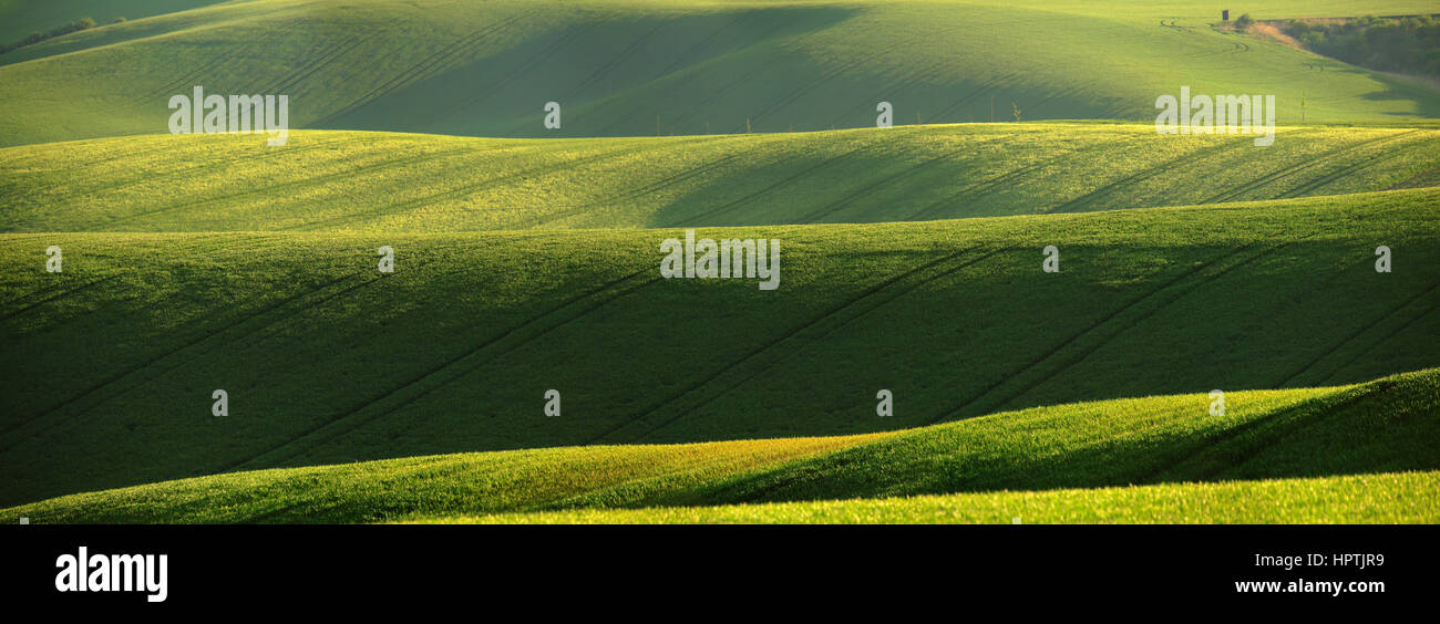 Grüne Felder des Weizens im morgendlichen Sonnenlicht Stockfoto