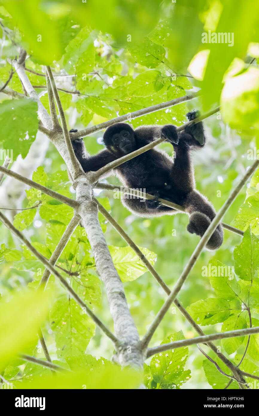 Peru, Manu Nationalpark, schwarzen Brüllaffen im Baum Stockfoto