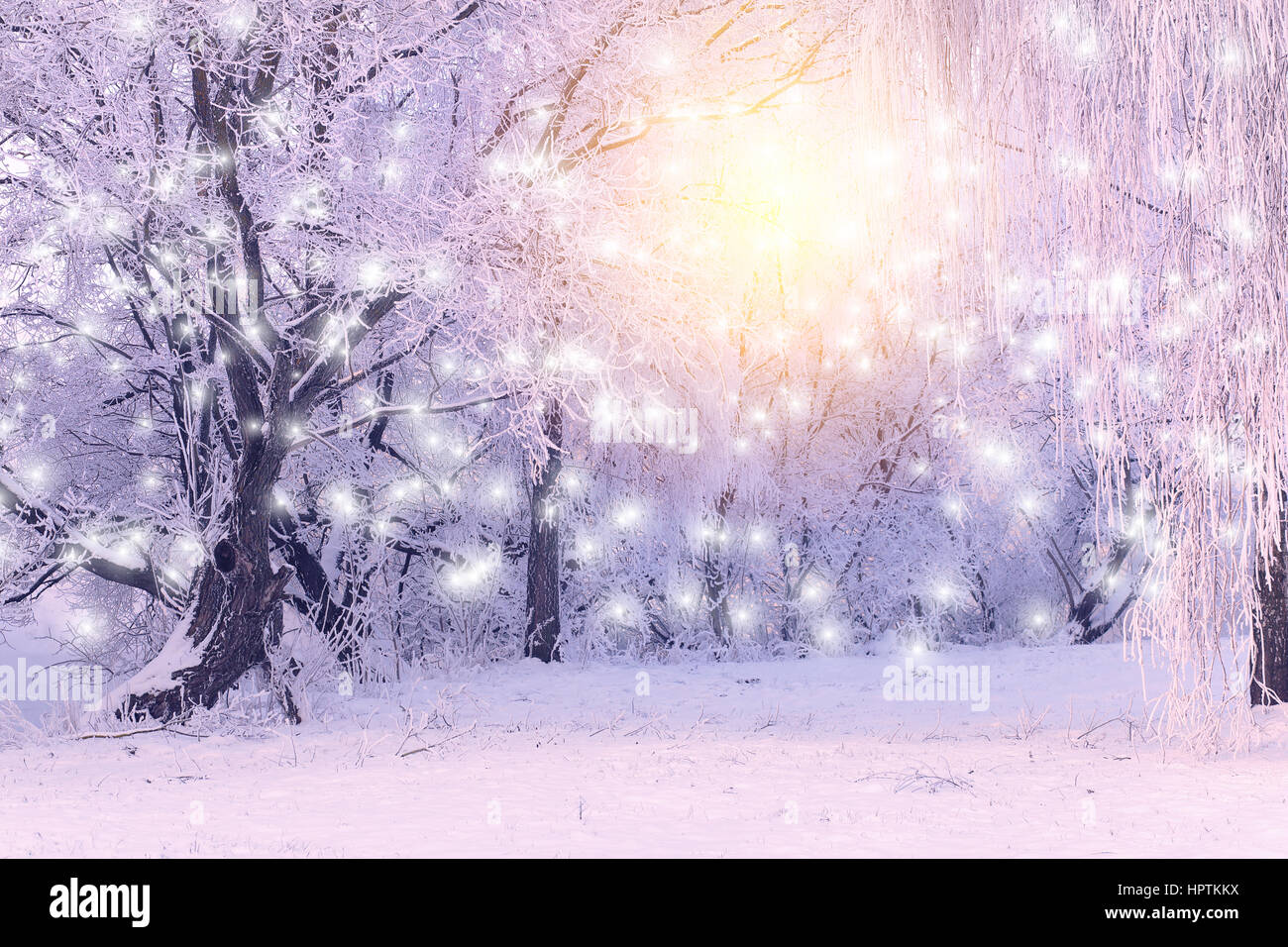 Aufgehenden Sonne bescheint Weiße Schneeflocken. Weihnachten Hintergrund mit weißen Bäumen. Stockfoto