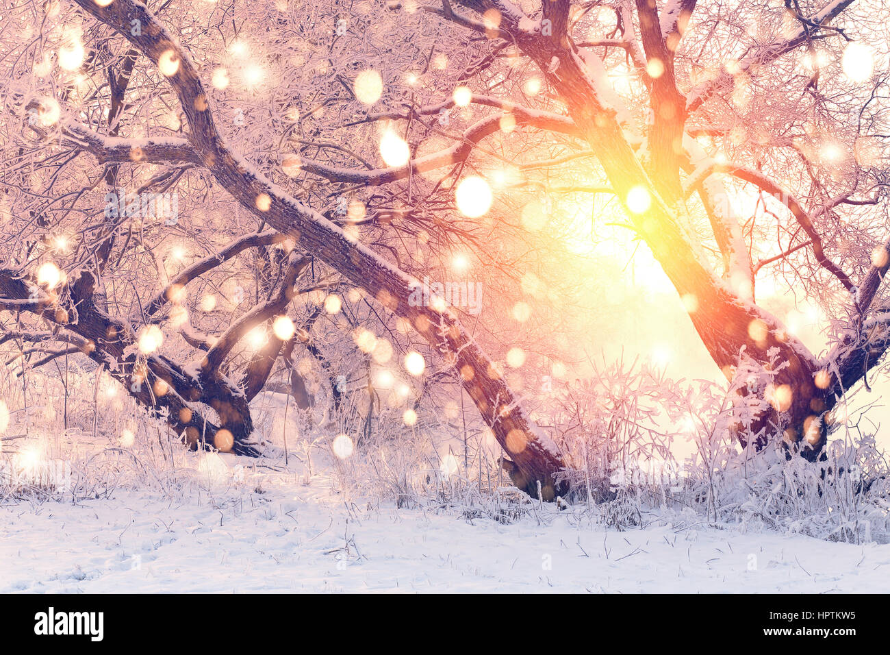 Schneeflocken auf verschneiten Backgorund Farbe. Weihnachten Hintergrund.  Sonne scheint durch Bäume mit Raureif. Stockfoto