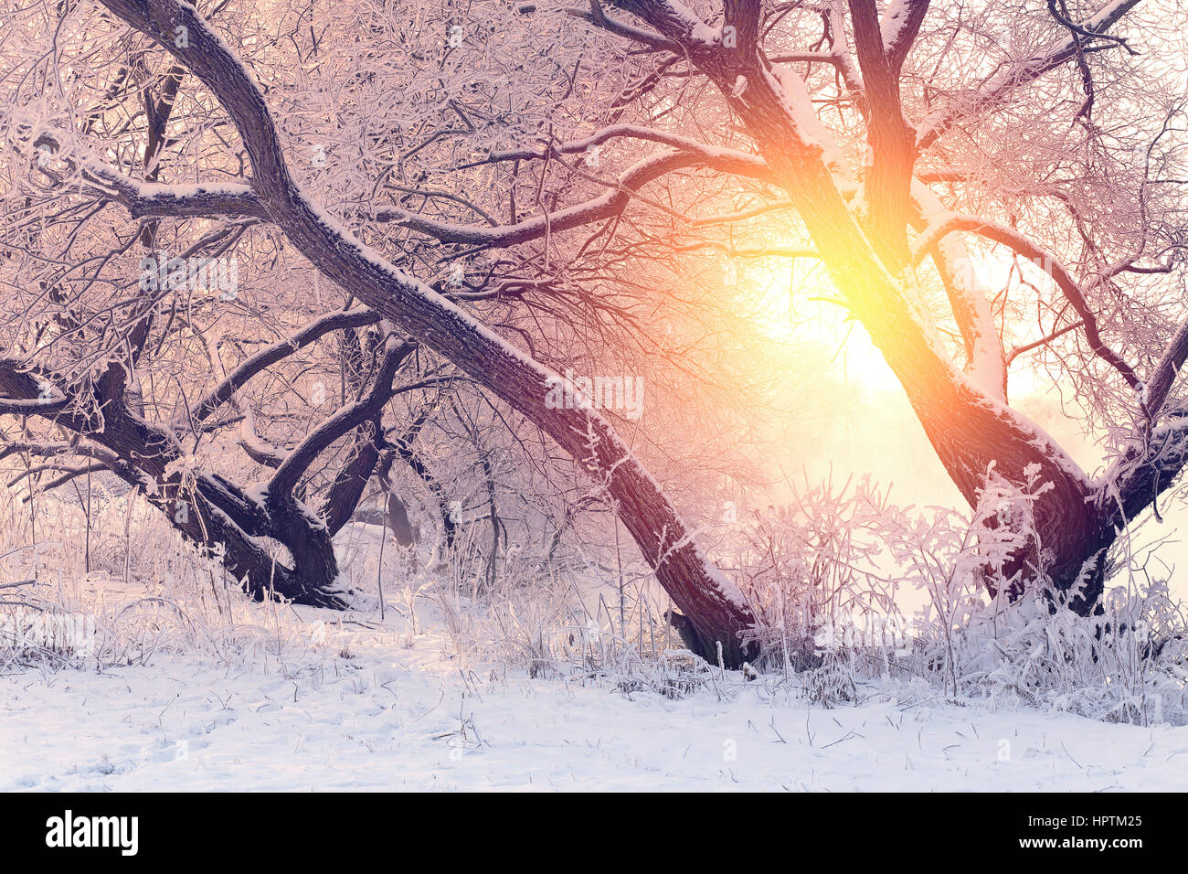 Sonnige Weihnachtsmorgen. Frostigen Wintermorgen. Hellen Winter Sonne am Baum mit Raureif. Stockfoto
