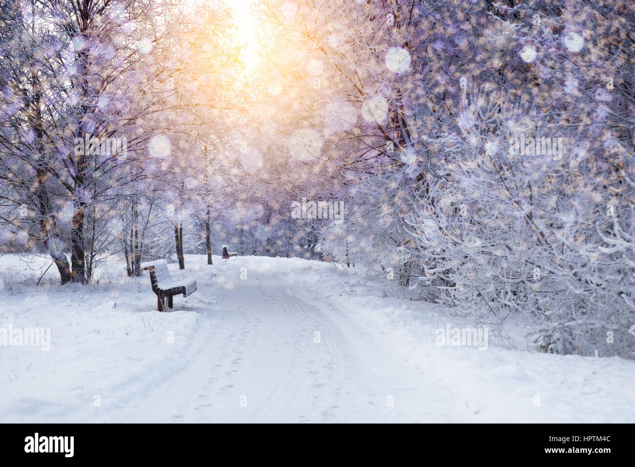 Weihnachtsbeleuchtung an frostigen Hintergrund. Winter Weihnachten Hintergrund. Sonnigen Wintertag. Stockfoto