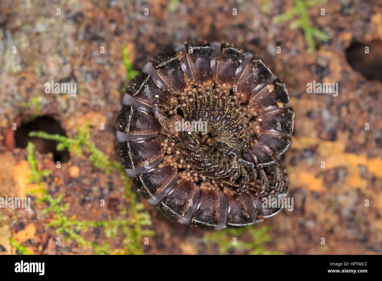 Peru, Manu Nationalpark, Tausendfüßler Stockfoto