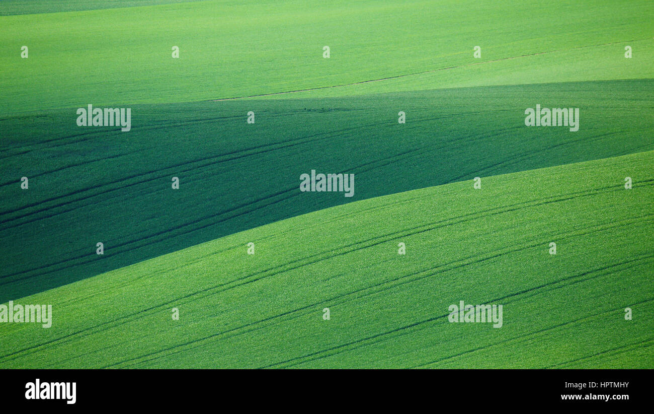 Felder mit grünem Rasen an sonnigen Tag Stockfoto