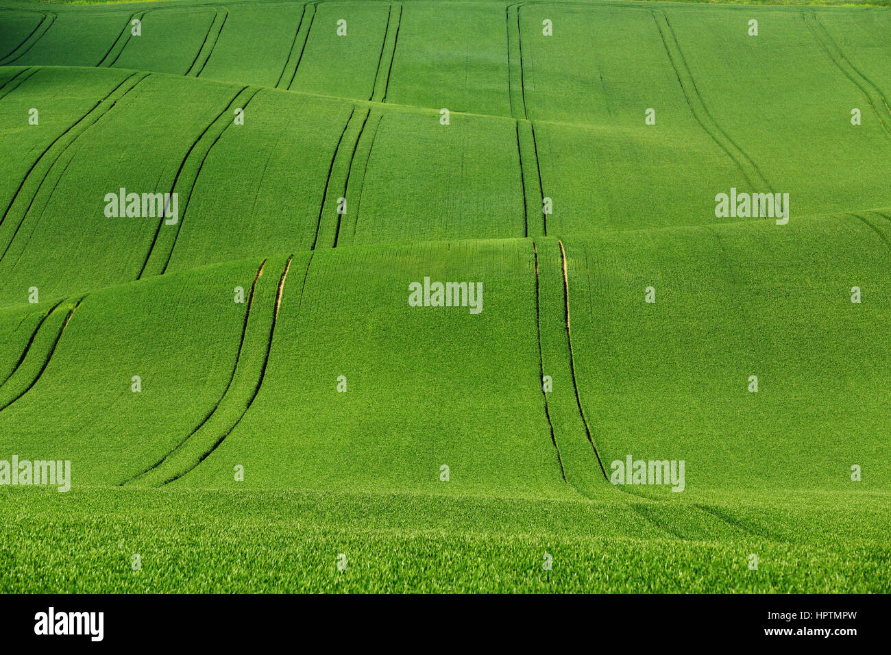 Grünen Weizen auf welligen Feldern an sonnigen Tag Stockfoto