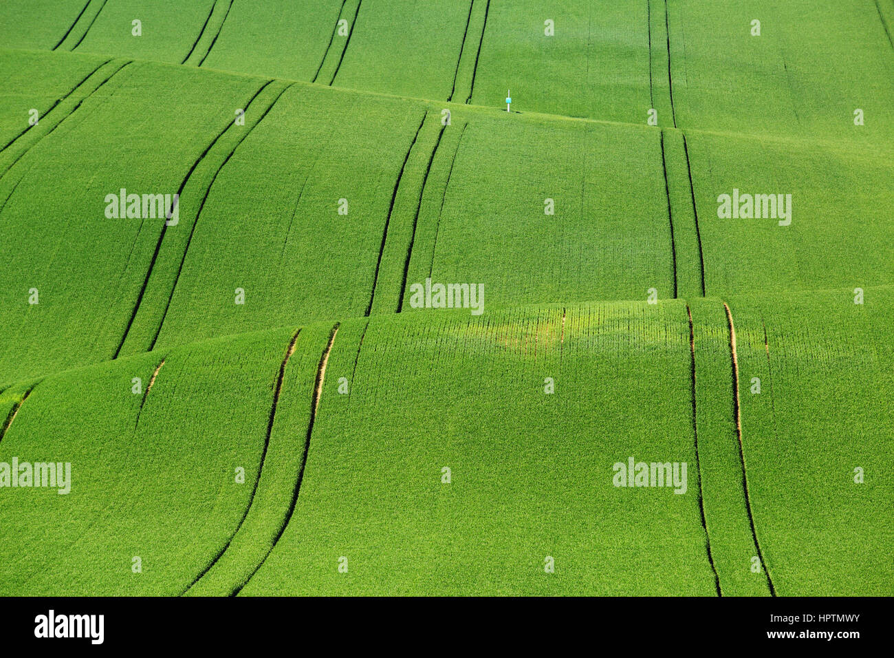 Green Grass auf welligen Felder im Frühling Stockfoto