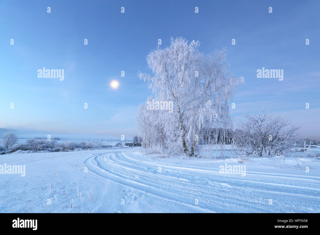 Weihnachtsmorgen mit Mond im Himmel. Weiße Baum mit Raureif auf schneebedeckten Feld. Stockfoto