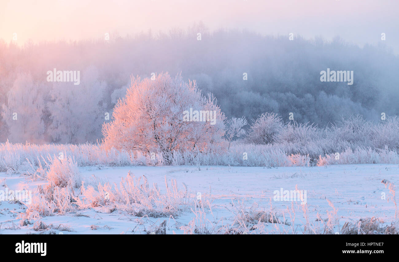 Weihnachten Urlaub Morgen. Baum mit Raureif durch rosa Sonnenlicht beleuchtet. Weißer Schnee Abdeckung Wiese. Stockfoto