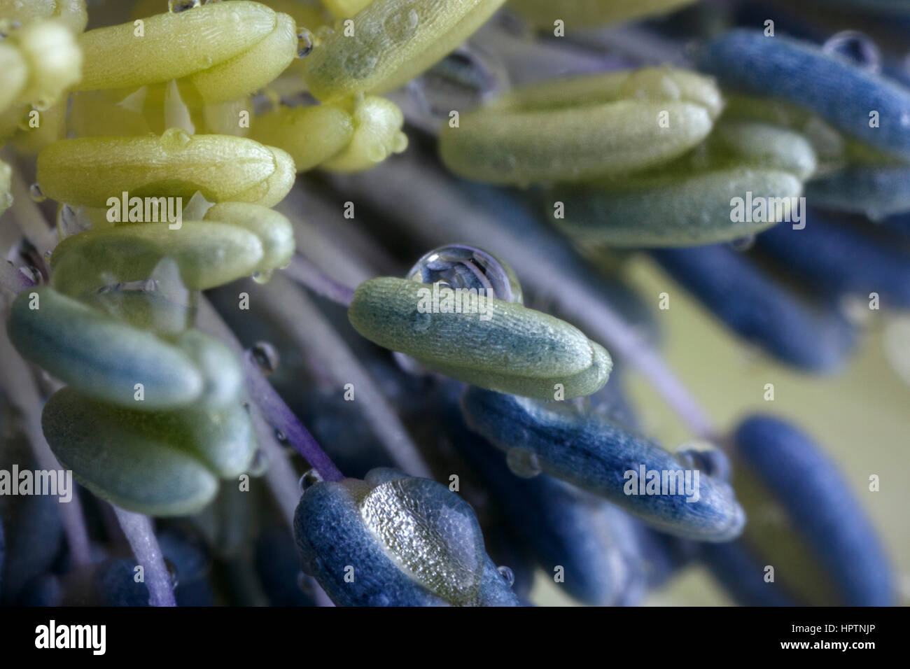 Wassertropfen auf Staubfäden blau Anemone, Nahaufnahme Stockfoto