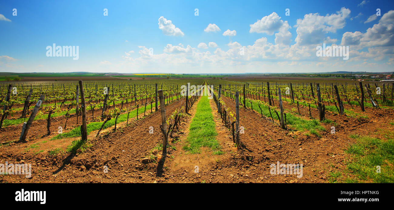 Französische Weinberg unter blauem Himmel im Sommer Stockfoto