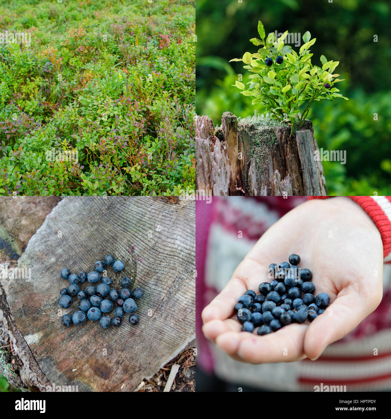 Wilde Heidelbeeren ein Tipps in den Wald. Satz Stockfoto