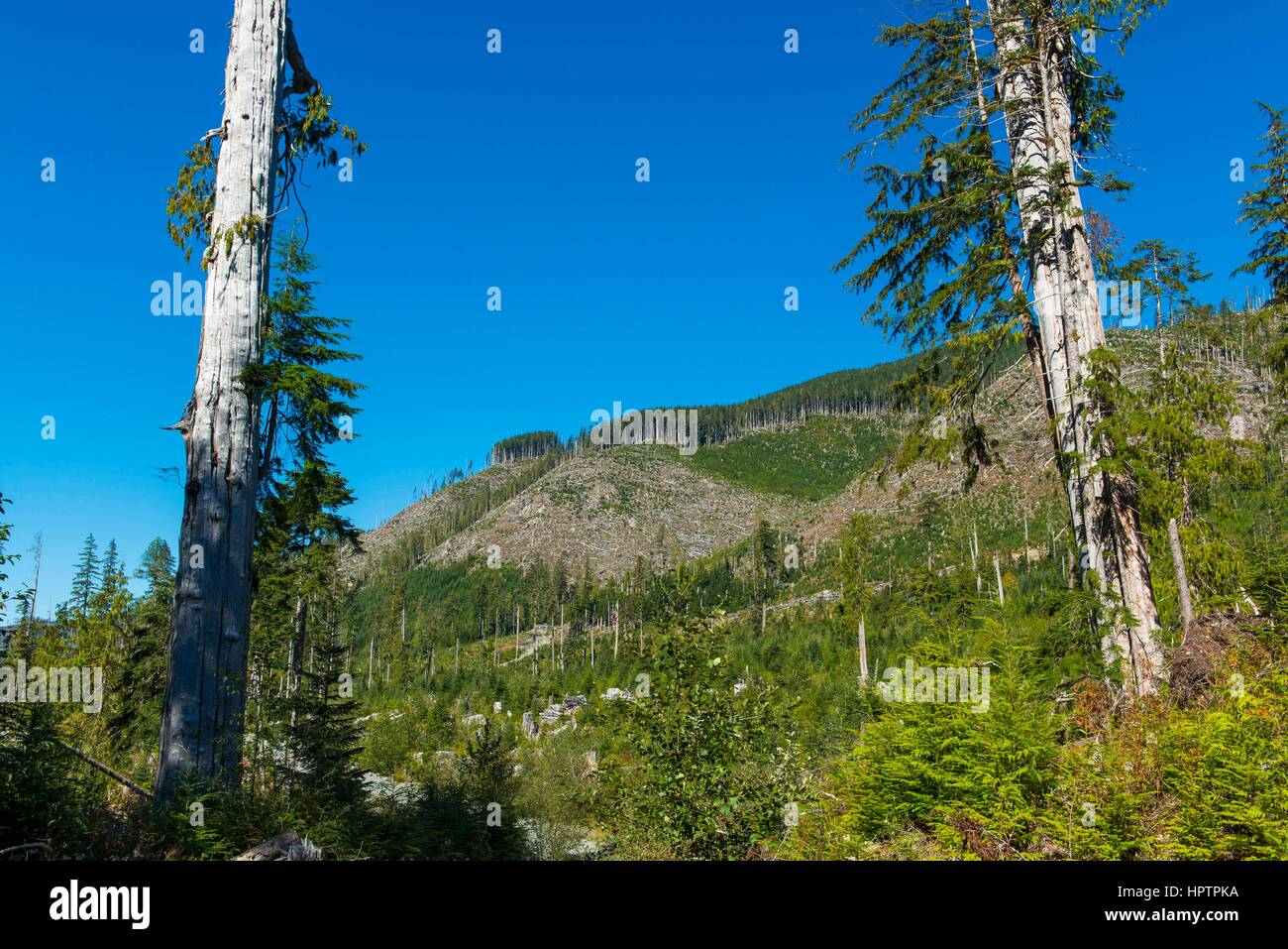 Urwaldrelikt Nach Einem Kahlschlag, Port Renfrew, Insel Vancouver Island, British Columbia, Canada Stockfoto