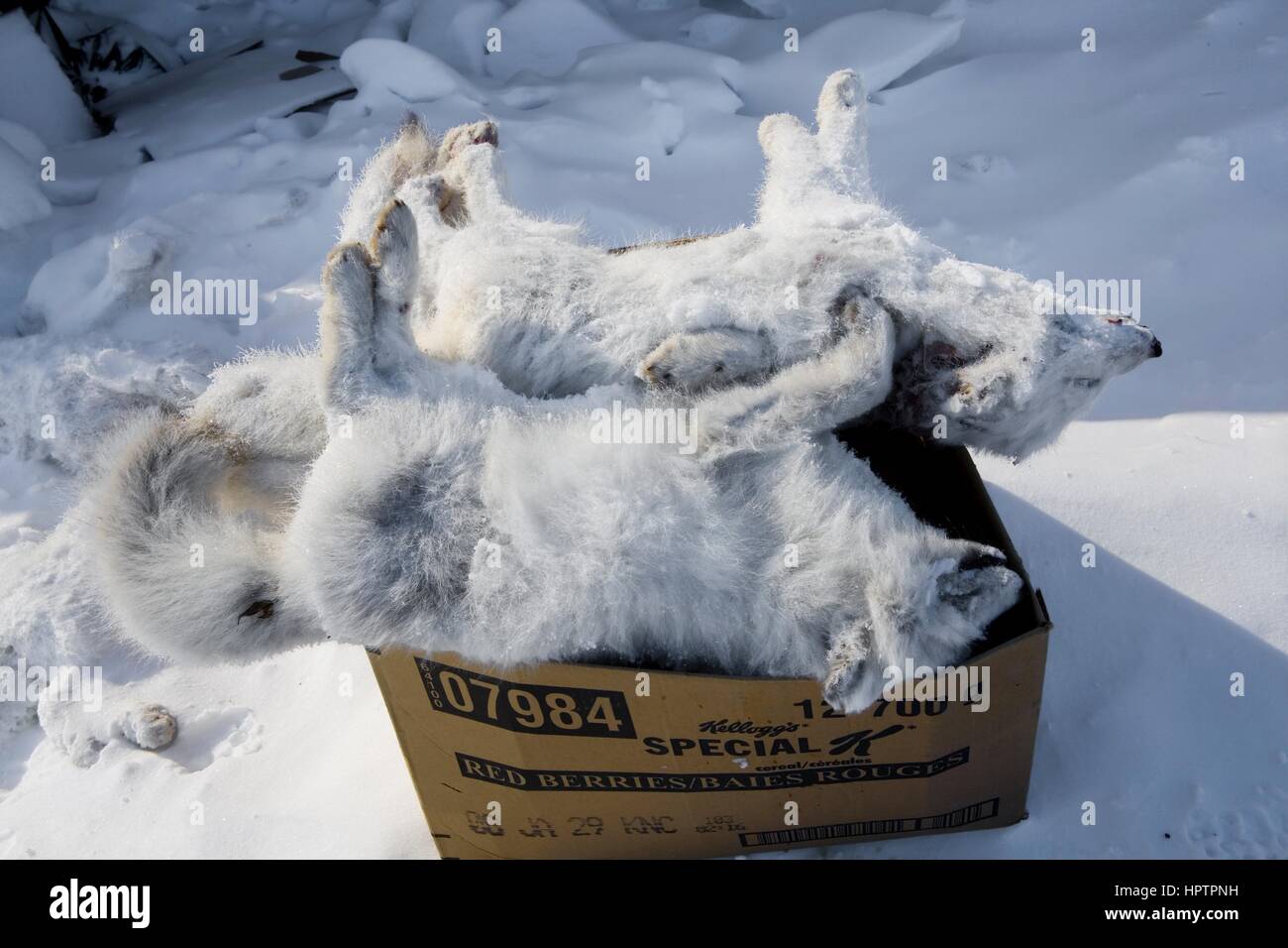 Inuit in Kanada sind Jagd Tiere für Pelz Stockfoto