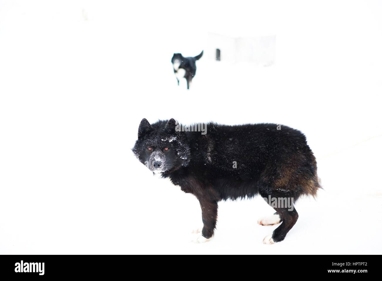 Inuit in Kanada sind Jagd Tiere für Pelz Stockfoto