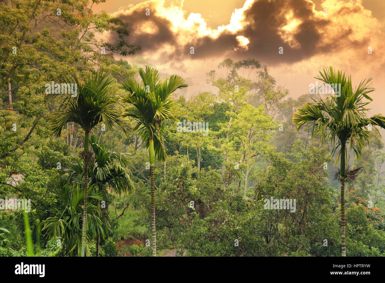 Sonnenuntergang im Dschungel Stockfoto