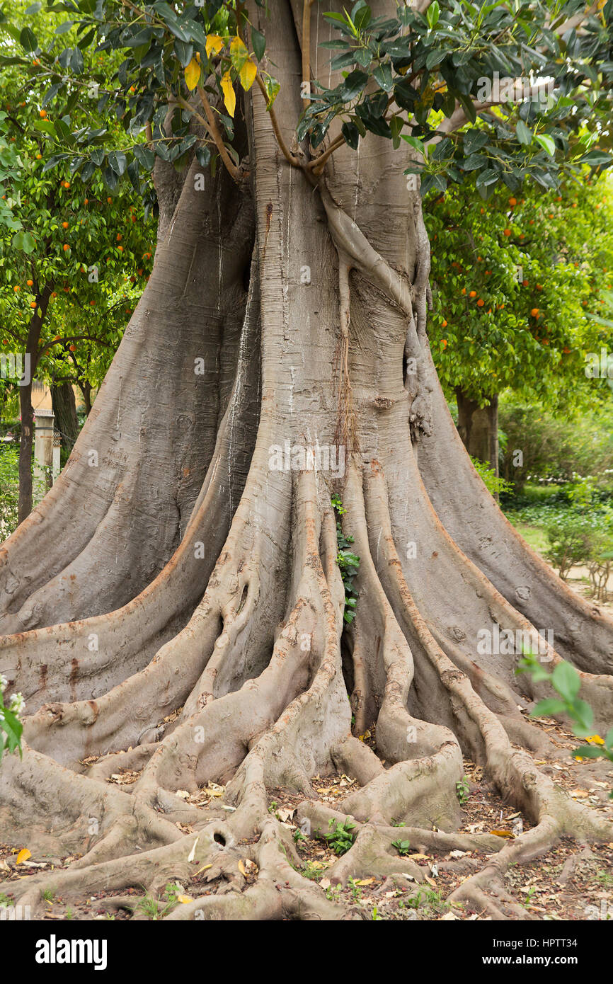 erstaunliche Baumwurzeln Stockfoto