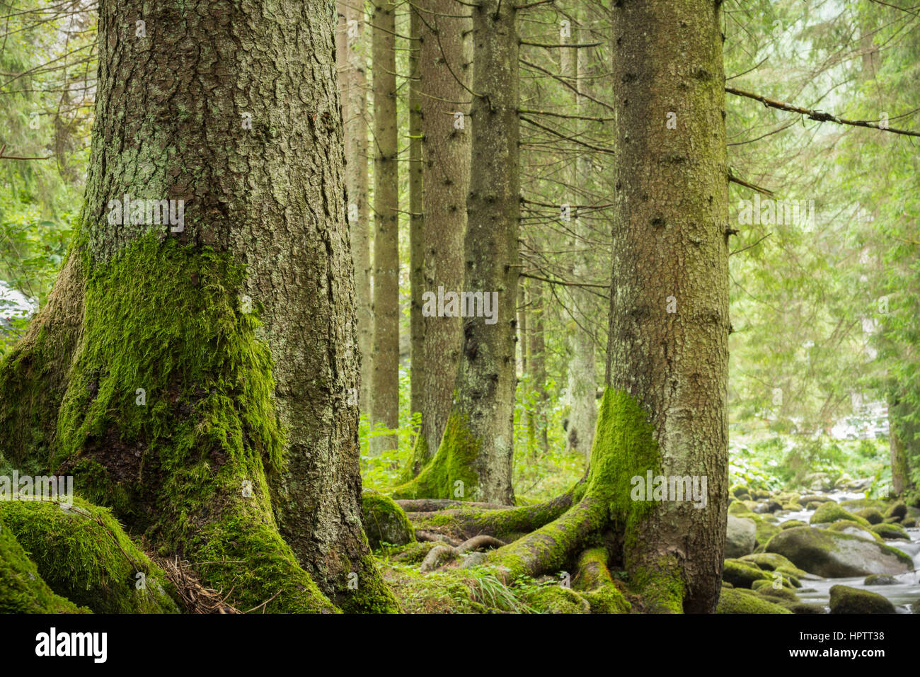 Bäume im tiefgrünen Wald Stockfoto