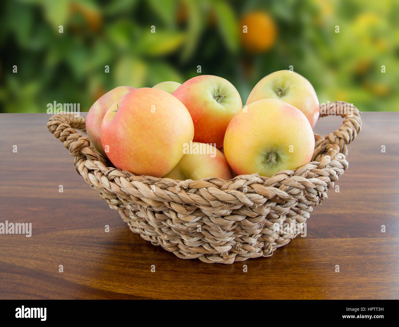 Korb mit Äpfel im Garten Stockfoto