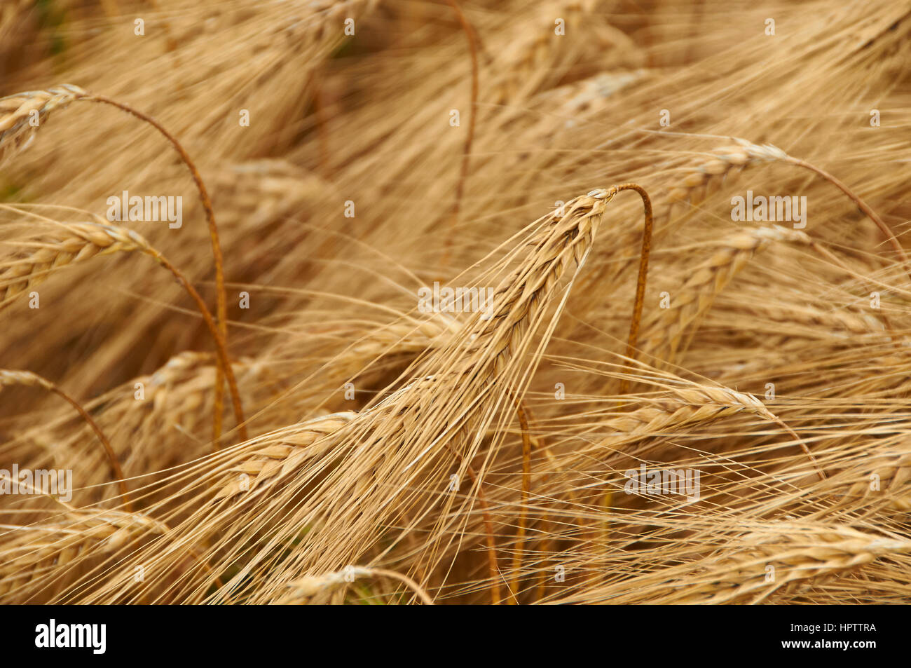 Mais für Hravest auf Feld Stockfoto