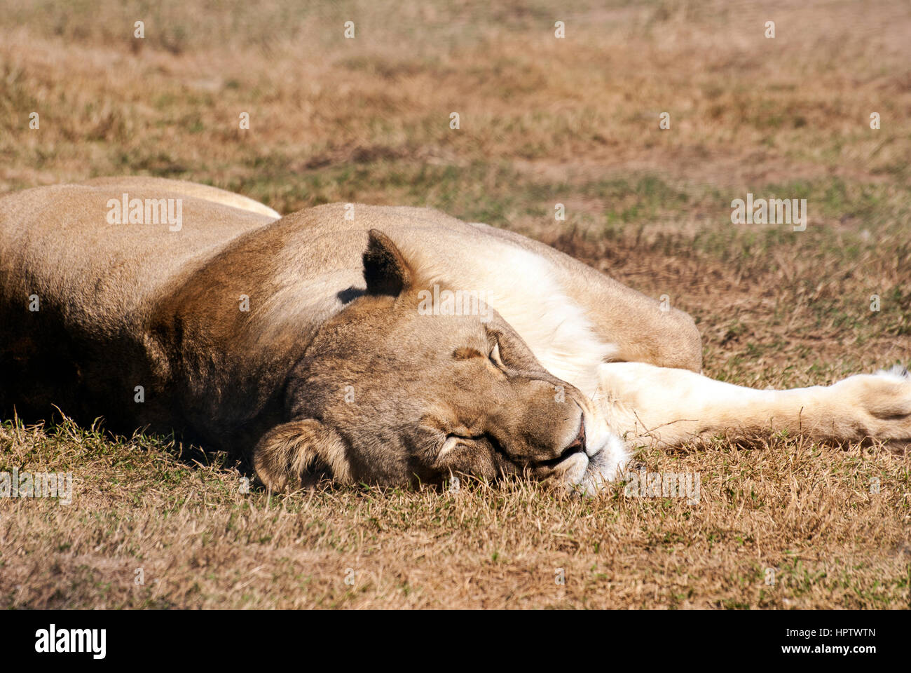 Eine Löwin, schlafen in einem Wildreservat in Südafrika Stockfoto