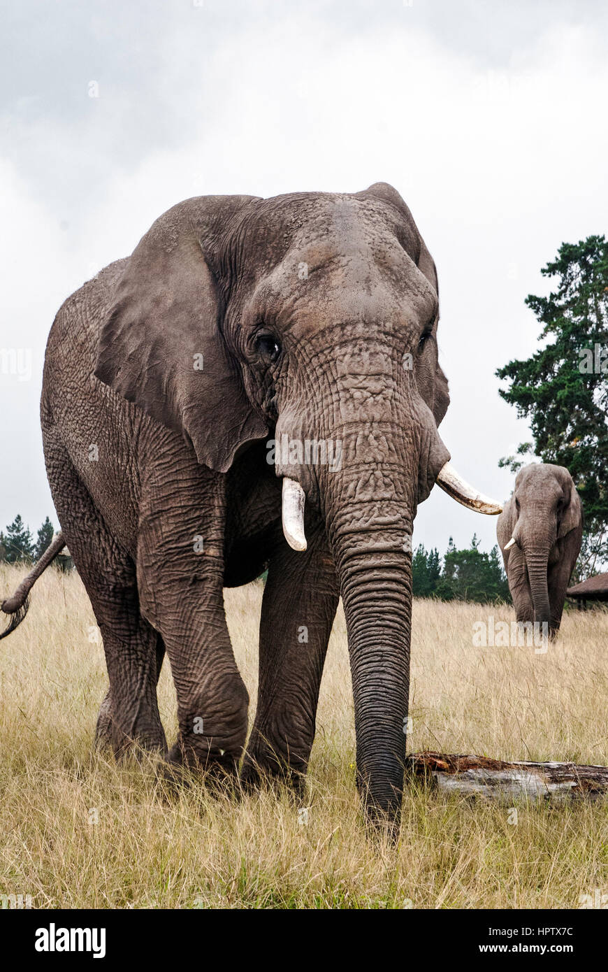Ein Elefant in einem Wildreservat in Südafrika Stockfoto