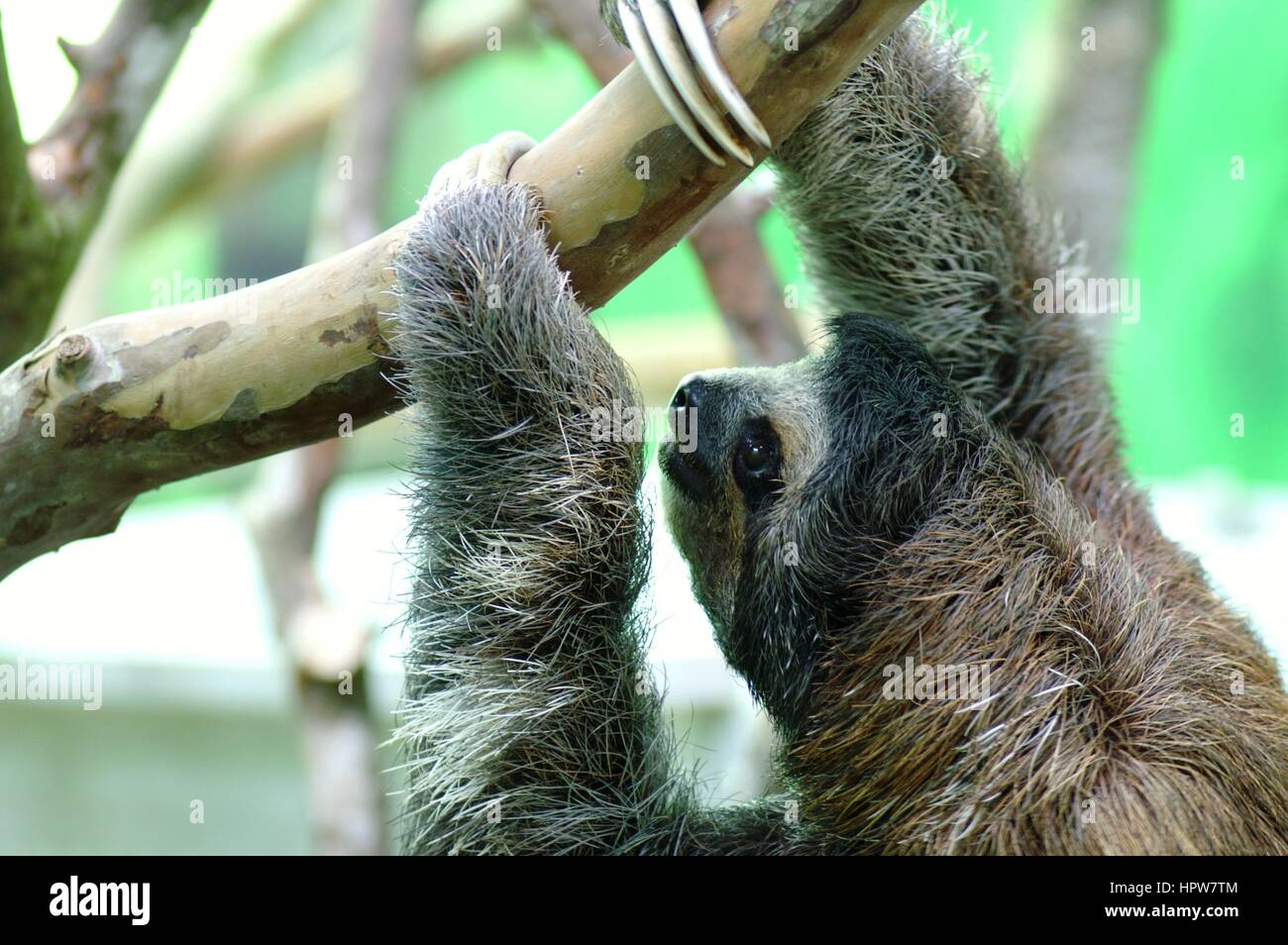 Faultier in Costa Rica Sloth Sanctuary Stockfoto