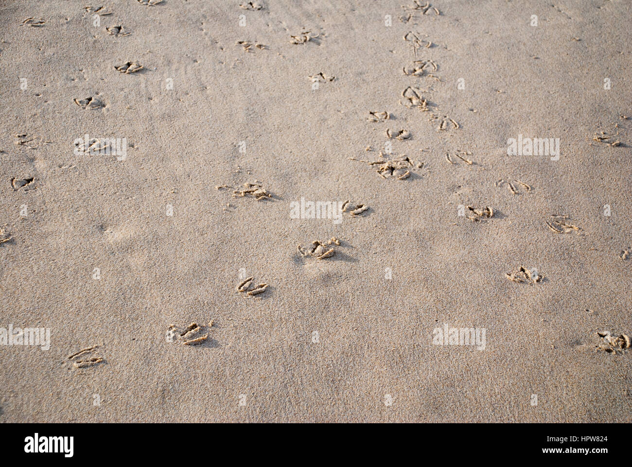 Vogel-Fußspuren im Sand am Strand Stockfoto