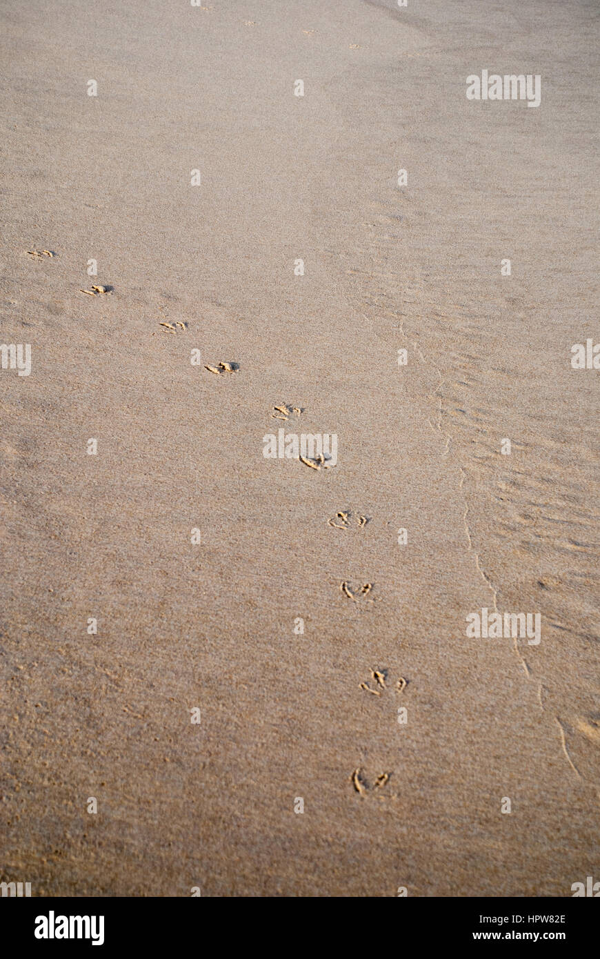 Vogel-Fußspuren im Sand am Strand Stockfoto