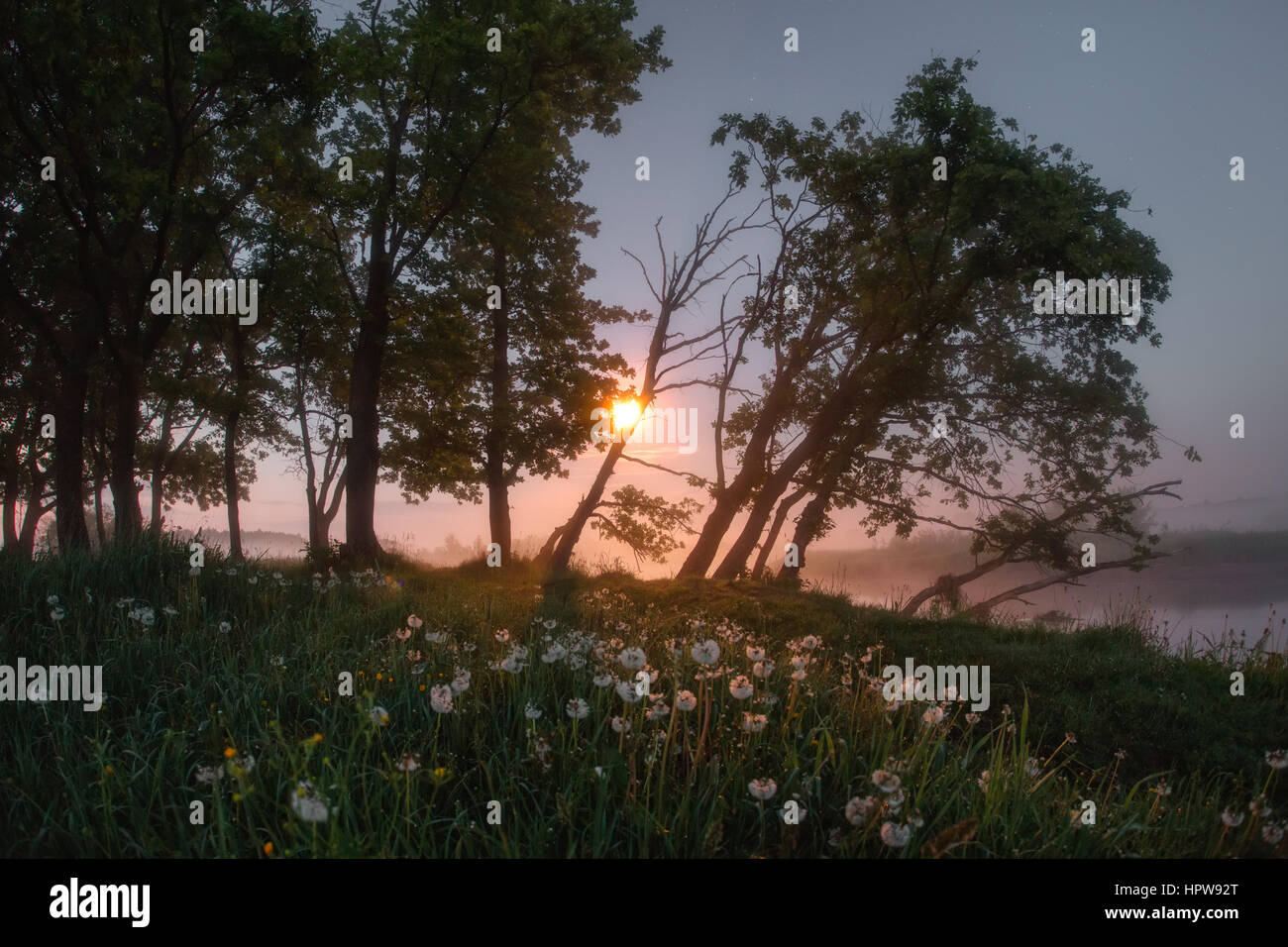 Löwenzahn in der nebligen Nacht, hellen Mondlicht Stockfoto