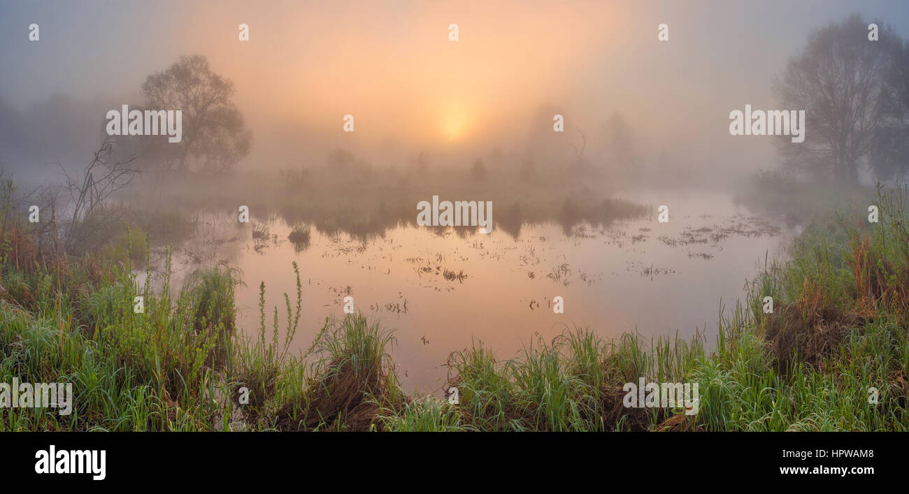 Morgen auf den Sumpf mit Sonne durch den Nebel Stockfoto