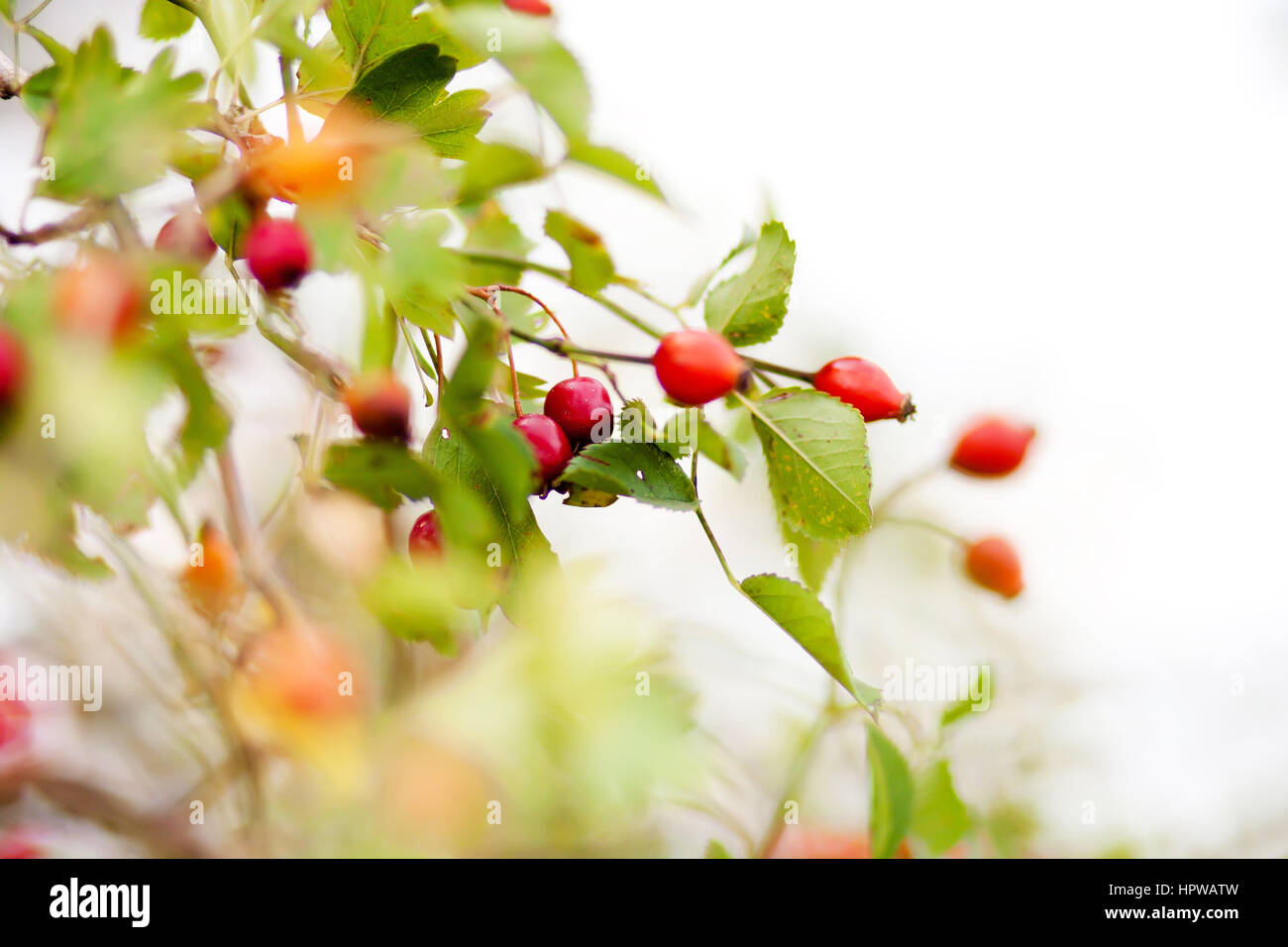 Frühling grünen Blättern und roten Beeren hautnah Stockfoto