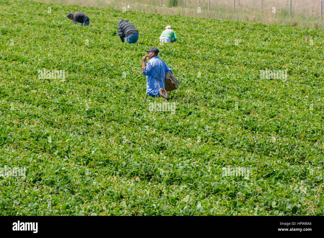 Mexikanische Einwanderer Landarbeiter, meist ohne Papiere illegalen arbeiten in die Erdbeerfelder Ernten in Kalifornien Stockfoto