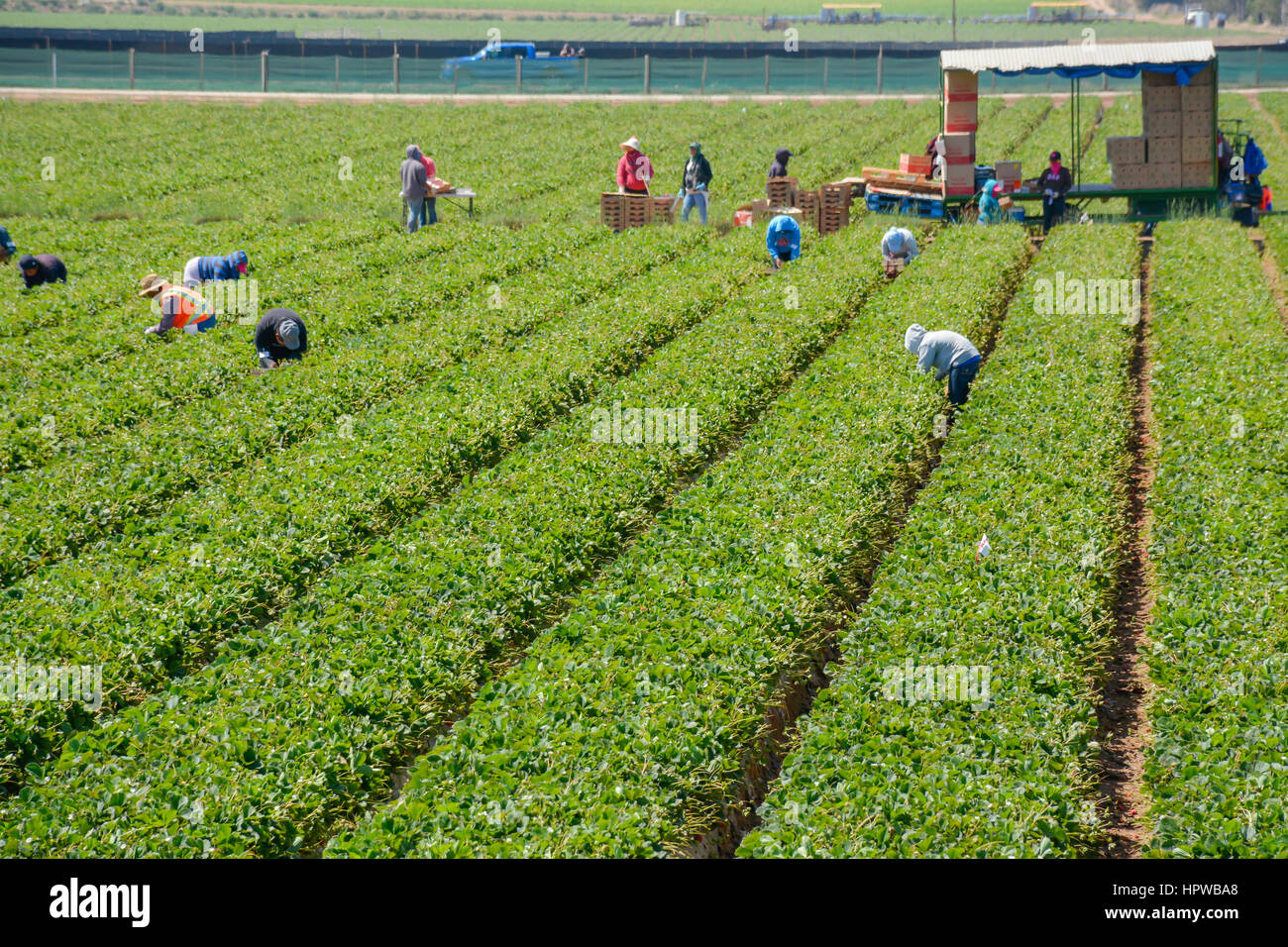 Mexikanische Einwanderer Landarbeiter, meist ohne Papiere illegalen arbeiten in die Erdbeerfelder Ernten in Kalifornien Stockfoto